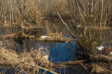 Wetland, after melting snow in early spring.