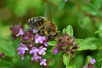 Bee on thyme