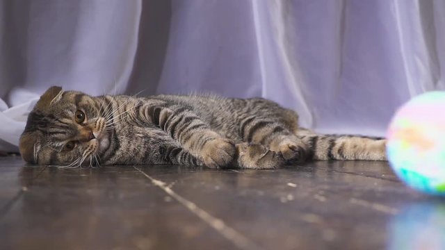The cat is playing with a globe. Concept on the world in your hand. slow motion