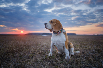 portrait of a Beagle dog on the background of a beautiful sunset sky during a walk in the spring