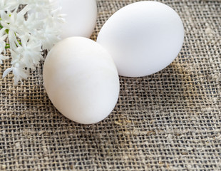 Easter eggs and white flowers on canvas
