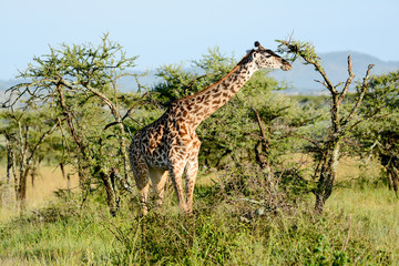 giraffe in National park in African