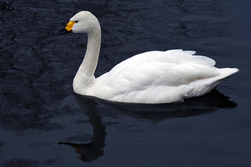 A white swan swims in blue water