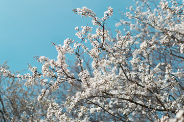 Beautiful White Cherry Flowers in Spring Garden over Nature Background