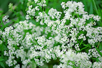 White small wildflowers on the background of green grass