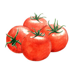 tomato watercolor illustration on white background