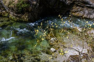 Weidenkätzchen vor Wildwasser in der Sonne