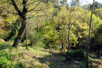 Green springtime woodland
