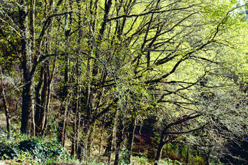 Fototapeta na wymiar Green woodland in Camino de Santiago, Galicia