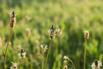 Plantago major flowers in springtime