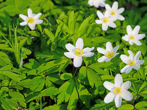 Bl&uuml;hende Buschwindr&ouml;schen, Anemone nemorosa