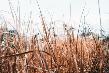 Fototapeta premium Yellow autumn trees in the background of white sky