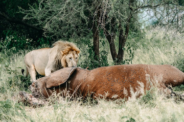 Lion in Serengeti national park in Tanzania