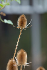 Obraz premium trockene pflanze