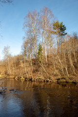 dirty forest river in spring