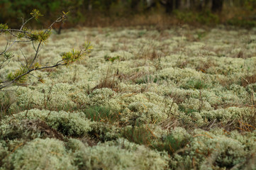 Cladonia is a genus of moss-like lichens