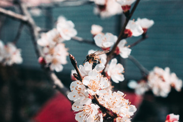 Beautiful sakura flower cherry blossom in spring. sakura tree flower on blue sky.