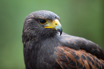 Vogel Eagle Rasse Blick in die Rechte Seite