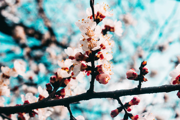 Beautiful sakura flower cherry blossom in spring. sakura tree flower on blue sky.