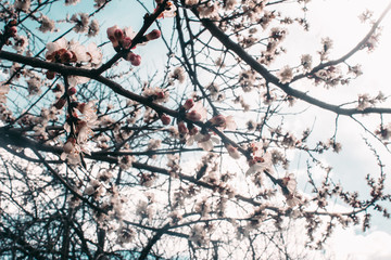 Beautiful sakura flower cherry blossom in spring. sakura tree flower on blue sky.