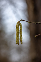 empty sea beach in autumn with lonely trees and rocks in sands