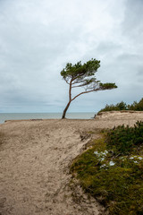 Fototapeta na wymiar empty sea beach in autumn with lonely trees and rocks in sands