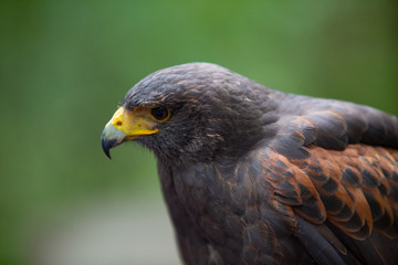 Vogel Eagle Rasse Blick in die linke untere Kante