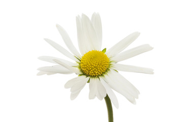 White daisy flower