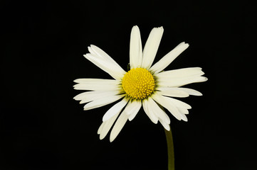 Daisy against black