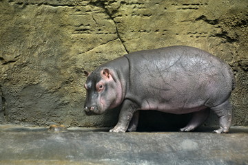 Hippo cub