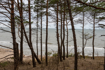 empty sea beach in autumn with lonely trees and rocks in sands