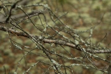 Lichen on the branches of trees