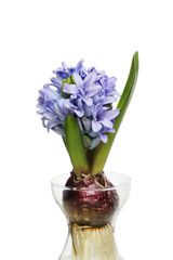 Hyacinth plant in a vase