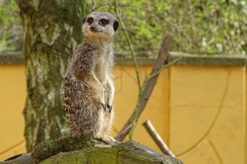 Cute, adorable meerkats