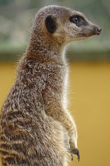 Cute, adorable meerkats
