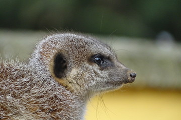 Cute, adorable meerkats