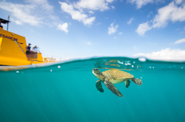 Turtle swimming down after a breath