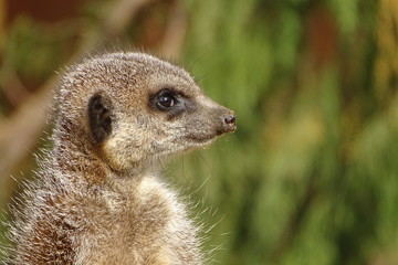 Cute, adorable meerkats