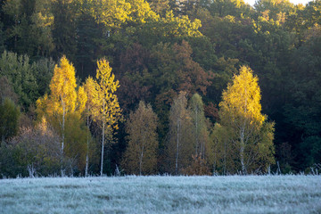 first winter frost in sunrise light in countryside