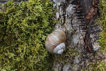 Schnecke an einem Baum
