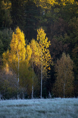 first winter frost in sunrise light in countryside