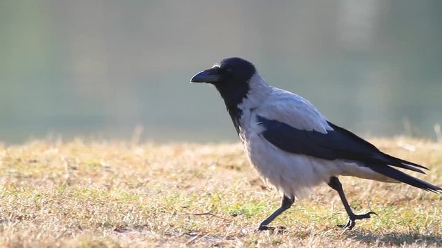 crow walks along the beach and croaks