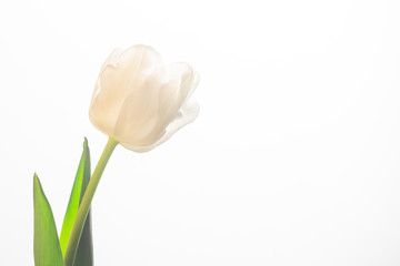 White tulip on a white background