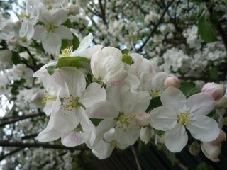 blooming apple tree