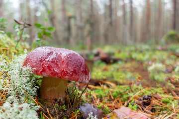 Wet boletus pinophilus after rain in a pine forest