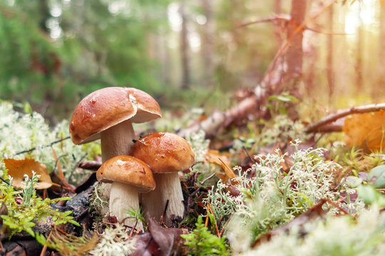 Three beautiful boletus edulis known as penny bun in a pine forest at sunrise