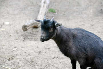 Fototapeta premium Black Small Cub Goat Female Capra Aegagrus Hircus Sitting