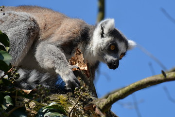 Ring-tailed lemur