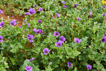 Patch of Erodium texanum, also known as Texas filaree, Texas stork's bill, or heronbill,on green background
