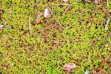 Texture of the forest floor - green sphagnum moss and pine needles